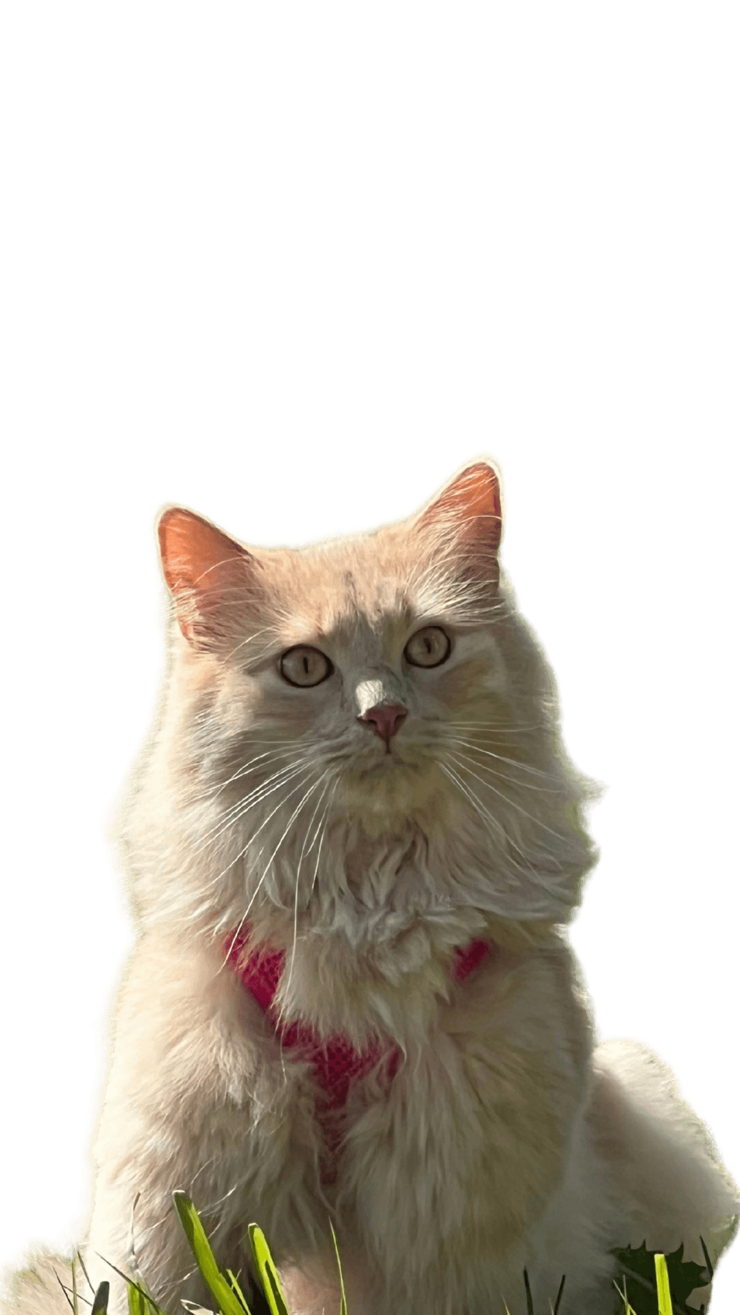 Rjómi